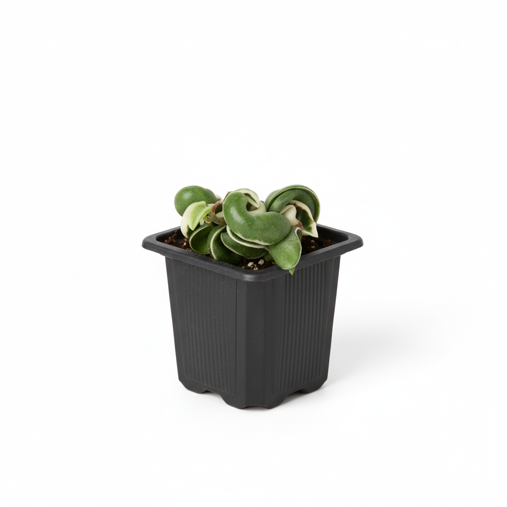 3 inch hindu rope plant, small houseplants for tabletop, plants for window sill, buy plants online, plant shops in ca