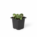 8 inch Variegated Hoya Rope, hindu rope plant, types of indoor plants, houseplants online