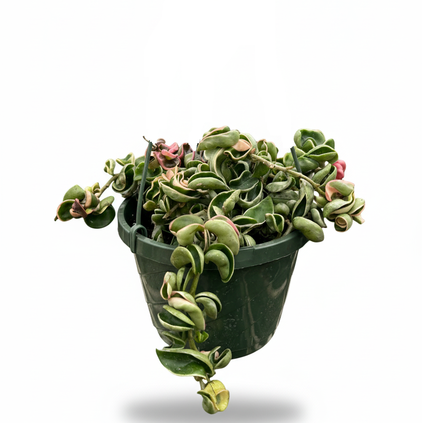 8 inch Variegated Hoya Rope, hindu rope plant, types of indoor plants, houseplants online