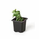 small houseplants, 2 inch plants, buy live plants online, plants for sale, plant shops in ca