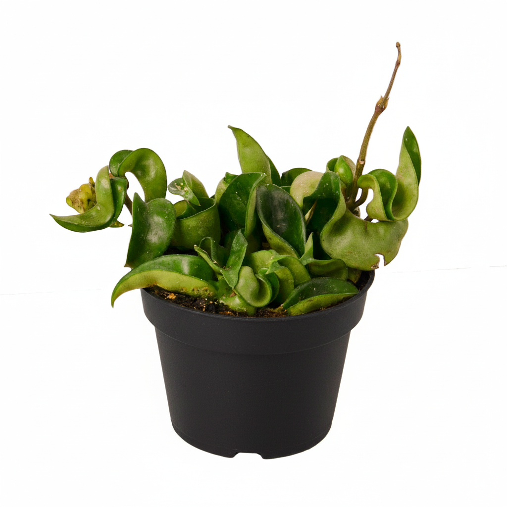 Hoya Rope Plant, Hindu Rope Plant, Krinkle Kurl plants, 4 inch houseplants, trailing houseplants for sale