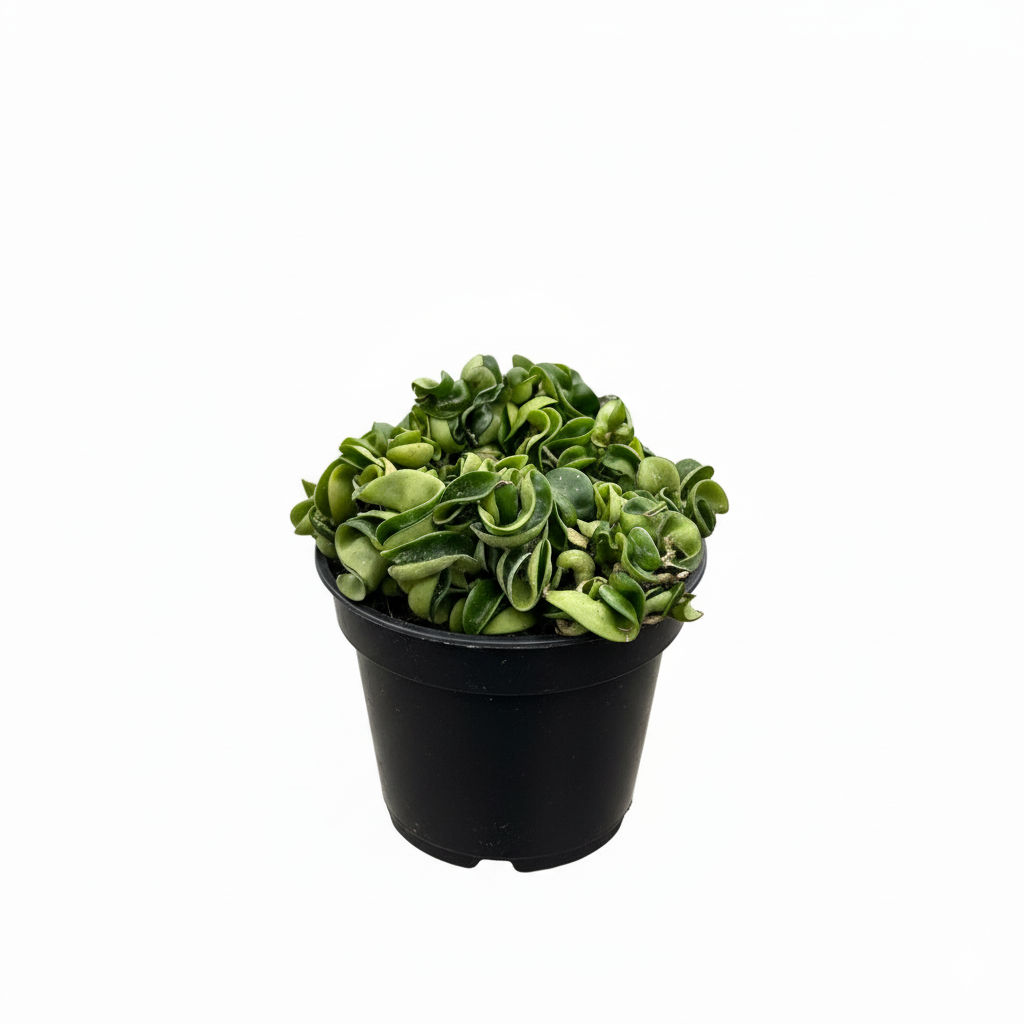 succulent rope plant Hoya Rope Plant - Hindu Rope Plant