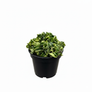 small houseplants, 2 inch plants, buy live plants online, plants for sale, plant shops in ca