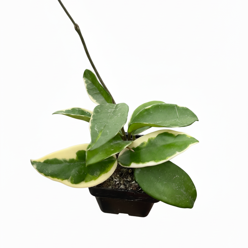 3 inch Hoya Carnosa Tricolor, Hoya Carnosa Tricolor in ca, buy Hoya Carnosa Tricolor near me, live indoor plants, 3 inch houseplants