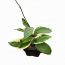 3 inch Hoya Carnosa Tricolor, Hoya Carnosa Tricolor in ca, buy Hoya Carnosa Tricolor near me, live indoor plants, 3 inch houseplants