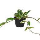 3 inch Hoya Carnosa Tricolor, Hoya Carnosa Tricolor in ca, buy Hoya Carnosa Tricolor near me, live indoor plants, 3 inch houseplants