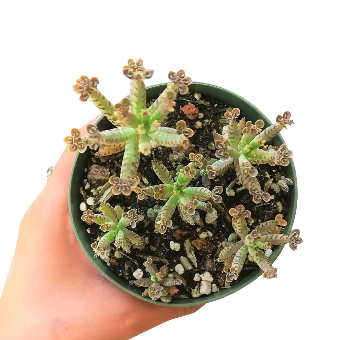 Mother of Millions Kalanchoe, succulent plant, cactus, succulent care guide, succulents store in CA, succulent care tips, succulent care, Rare succulents, Succulents shop near me, Mother of Millions Kalanchoe in California, How to grow Mother of Millions Kalanchoe