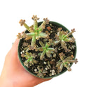 Mother of Millions Kalanchoe, succulent plant, cactus, succulent care guide, succulents store in CA, succulent care tips, succulent care, Rare succulents, Succulents shop near me, Mother of Millions Kalanchoe in California, How to grow Mother of Millions Kalanchoe