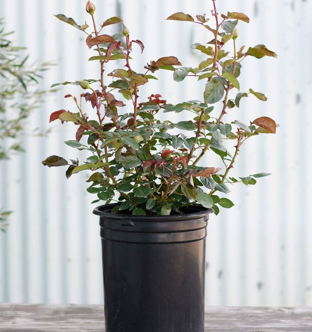 white iceberg rose tree, iceberg rose plant, iceberg roses for sale in ca