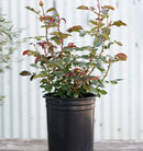 white iceberg rose tree, iceberg rose plant, iceberg roses for sale in ca