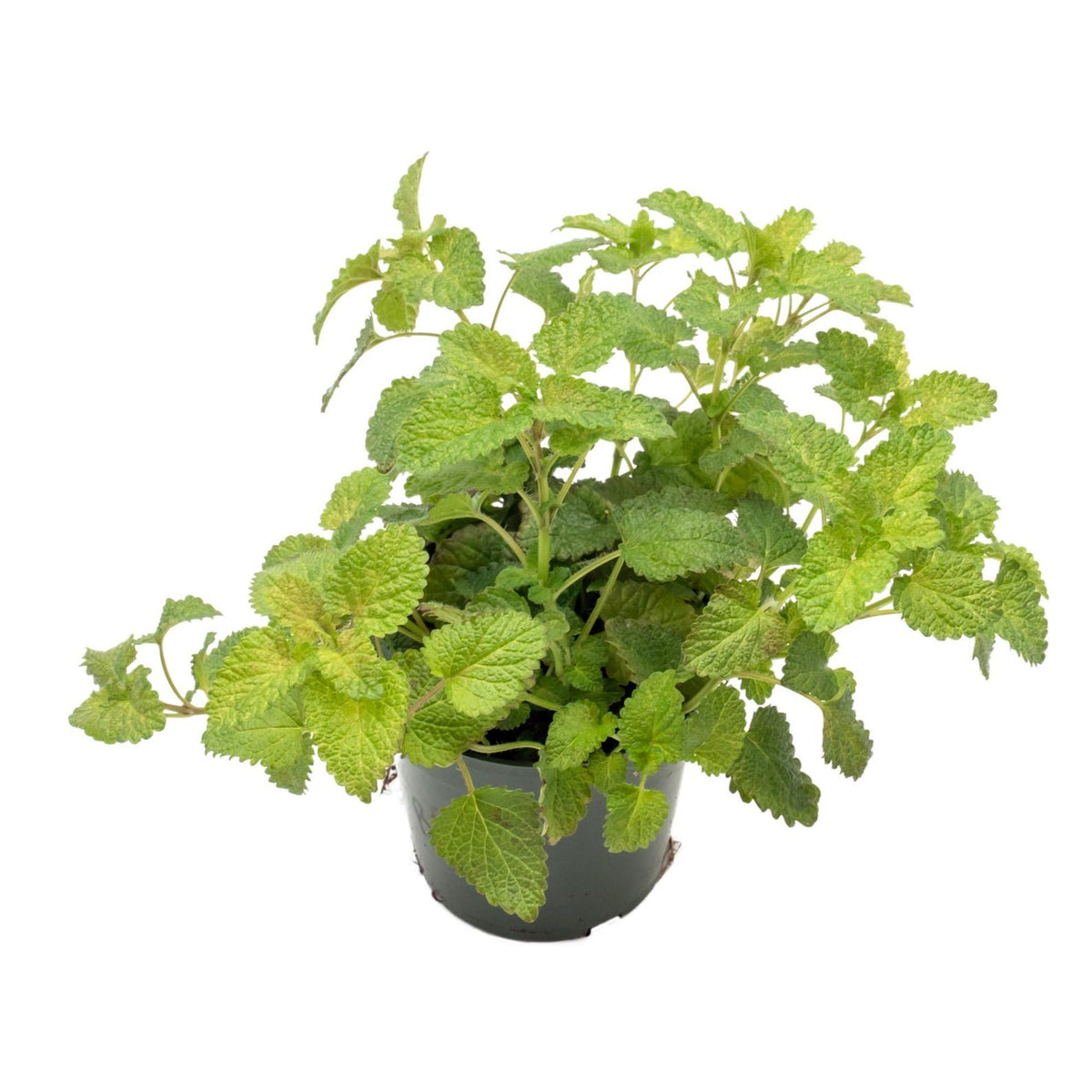 Lemon Balm, Lemon Balm for sale, herbs plant in ca, Versatile Herb