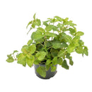 herb plants for sale, buy potted herbs online, best place to buy herb plants online