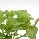 herb plants for sale, buy potted herbs online, best place to buy herb plants online