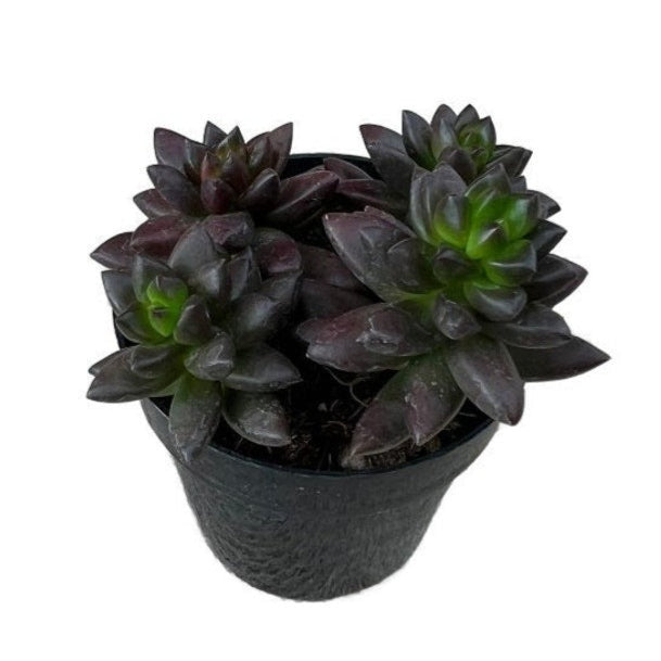 Easy-Care Sedeveria Jet Beads succulent 4 inch plastic pot, Unique Succulent for Beginners, Dark foliage succulent plant live, Buy Succulents Online