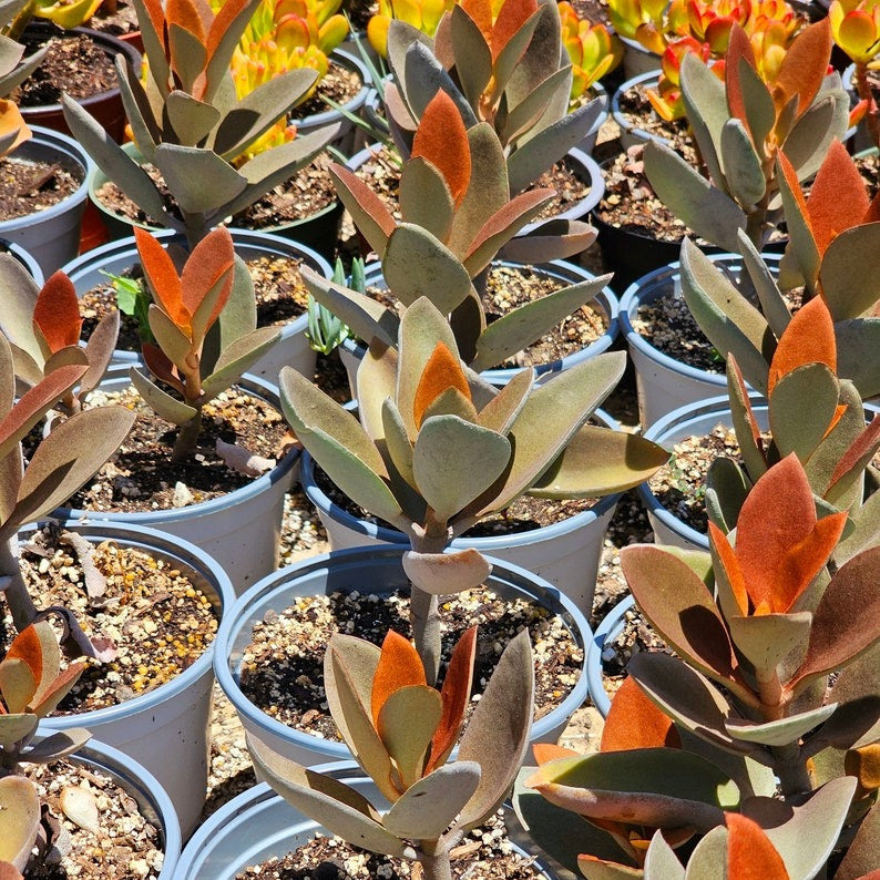 copper spoon succulent plant Copper Spoons Kalanchoe