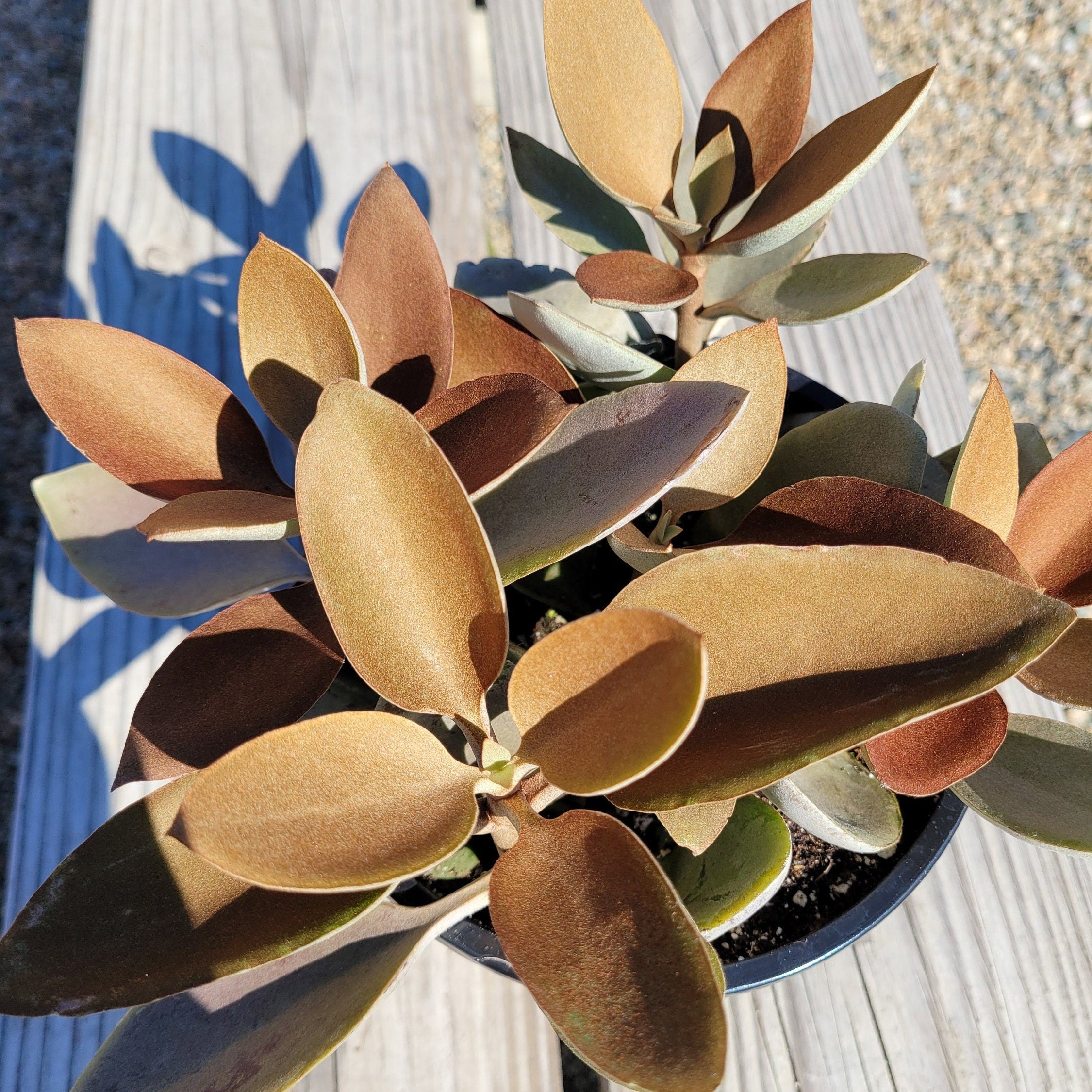 succulent copper spoons Copper Spoons Kalanchoe