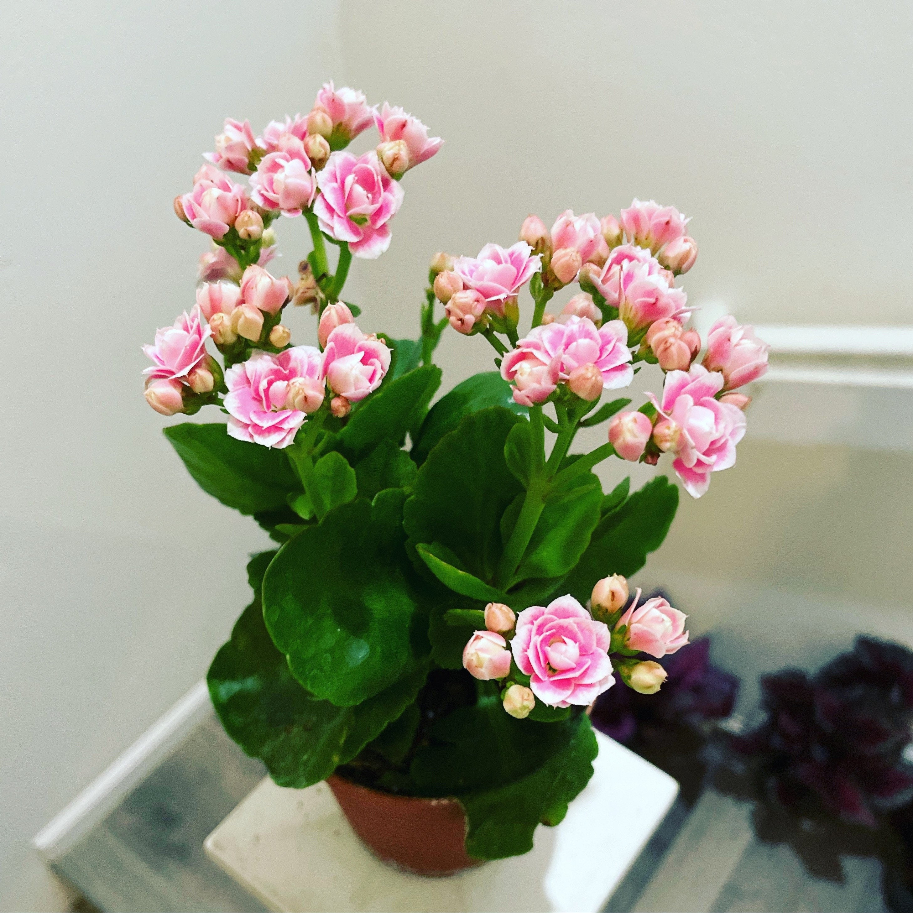 calandiva succulent Kalanchoe blossfeldiana 'Calandiva Pink' - Flowering Houseplant