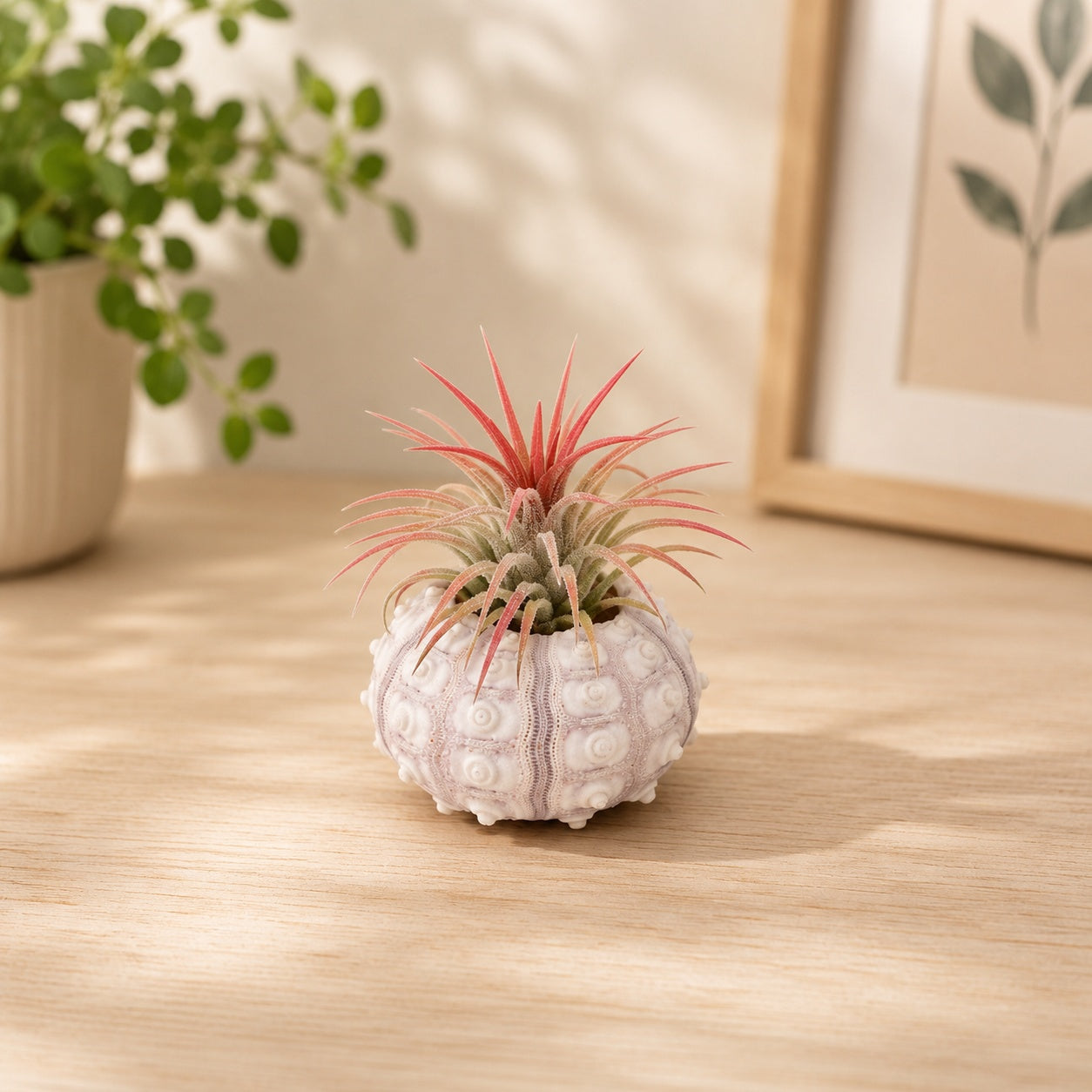 Sputnik Urchin with Tillandsia Air Plant