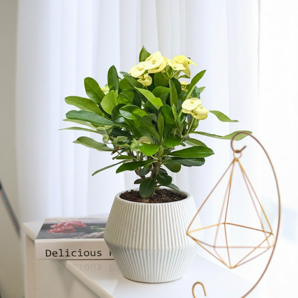 4 inch yellow crown of thorn in grey decoraive pot, 4 inch flowering houseplants, buy 4 inch houseplants online