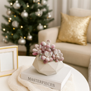 Moonstones Pachyphytum