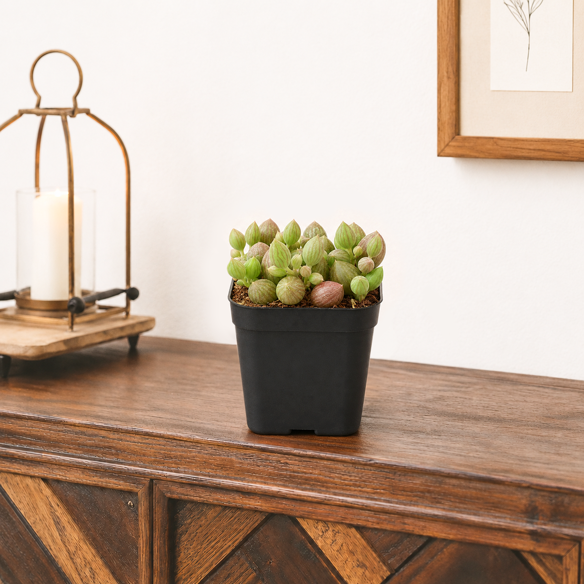 Close-up of a String of watermelons succulent in a 2 inch black grower pot for home office decoration