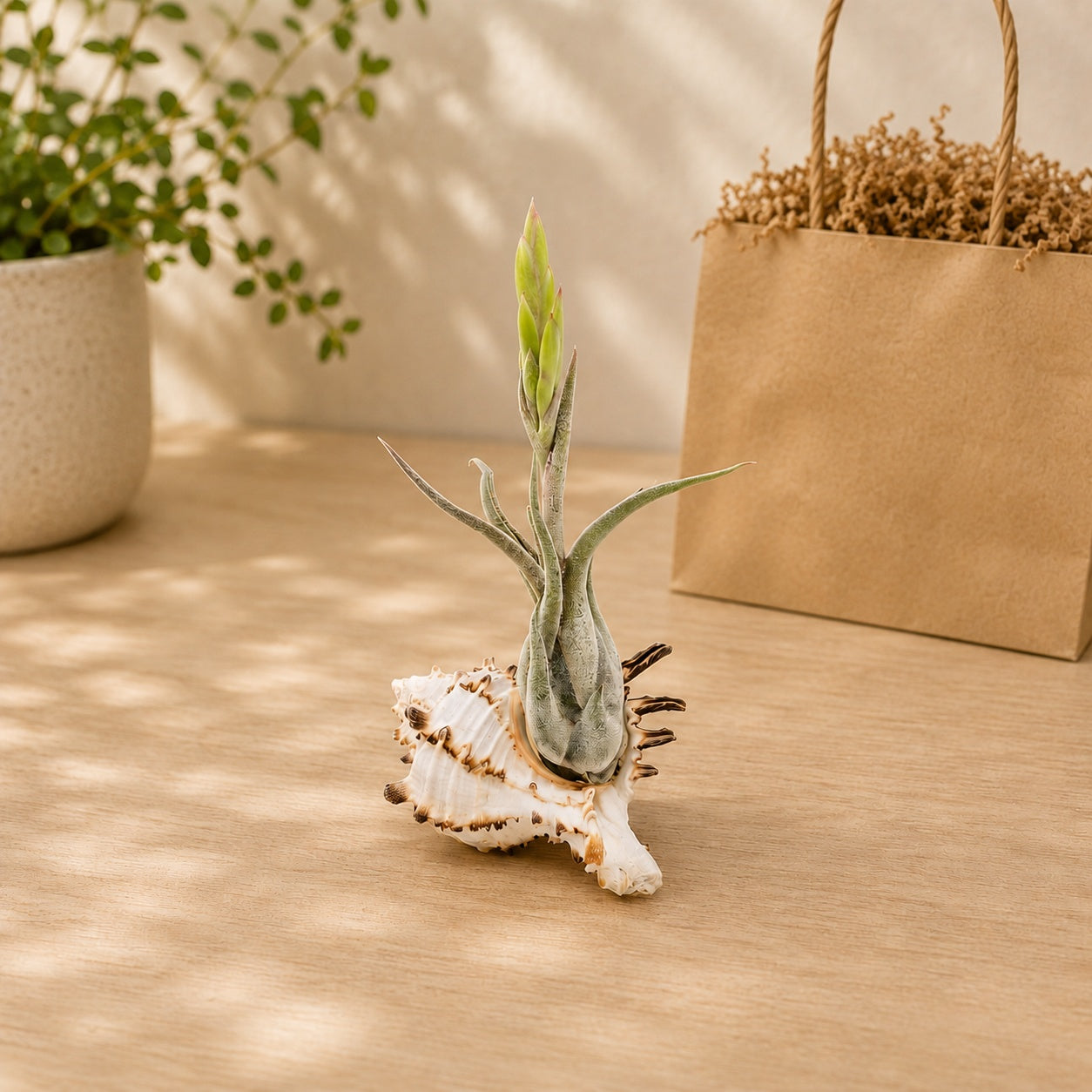 Longspine Murex Seashell with Assorted Tillandsia Air Plant
