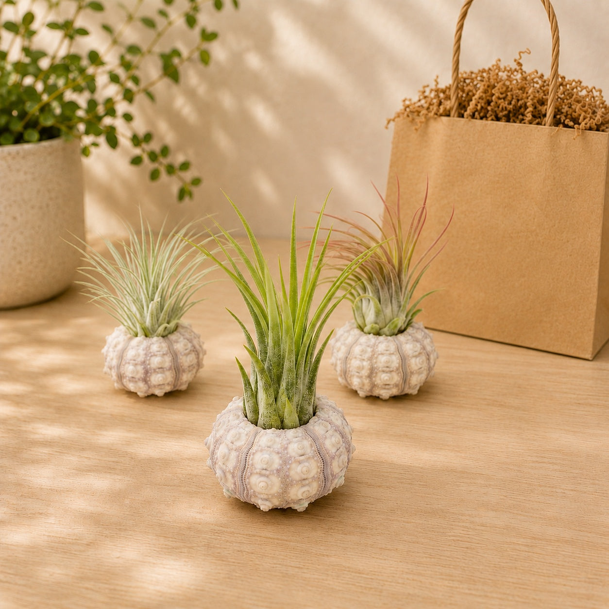 Gift Wrapped Set of 3 Sputnik Urchins with Tillandsia Air Plants for sale, handcrafted sea urchin air plant decor, beach themed gift for plant lovers, assorted tillandsia air plants in Sputnik urchins, nautical inspired botanical gift set, low maintenance indoor air plants, decorative tabletop air plant centerpiece collection