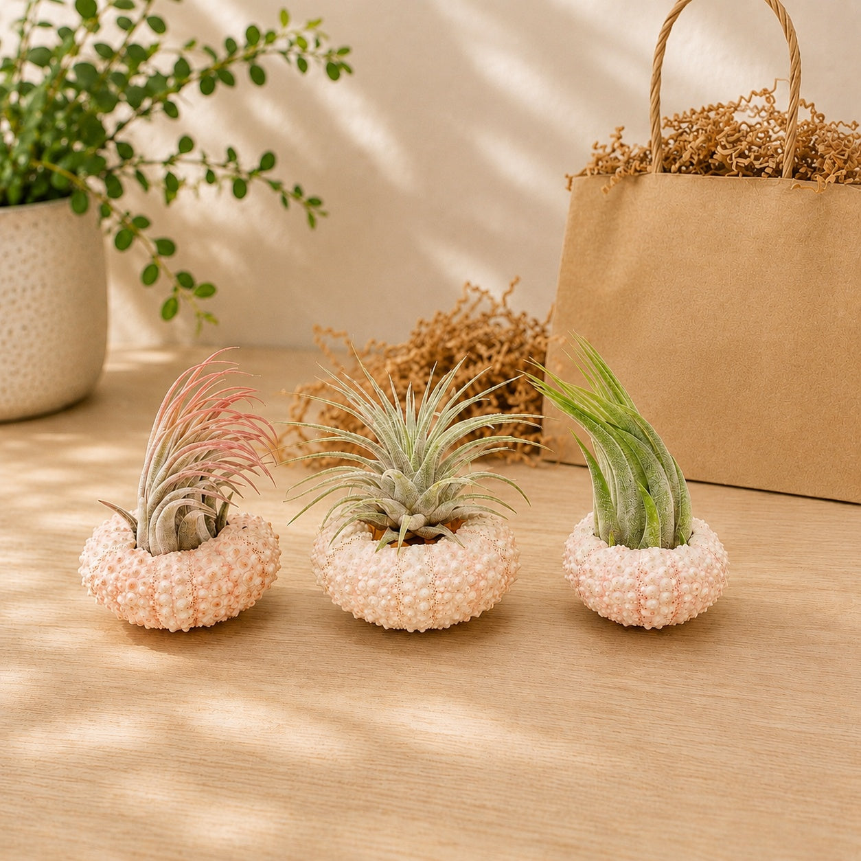 Gift Wrapped Set of 3 Pink Urchins with Tillandsia Air Plants for sale, beach themed gift for plant lovers, assorted tillandsia air plants in pink sea urchins, nautical inspired botanical gift set, low maintenance indoor air plants, decorative tabletop air plant centerpiece collection, ocean inspired home decor gift