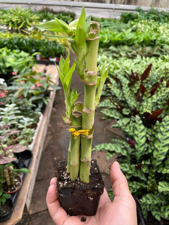 4" pot dracaena 'lucky bamboo' live houseplant for sale, vivid green upright canes with tufted leaf clusters, slow growing and long lived, tolerates average humidity, iconic spiral or braided stem forms available, striking minimalist decor piece and a meaningful gift for any celebration