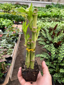 4" pot dracaena 'lucky bamboo' live houseplant for sale, vivid green upright canes with tufted leaf clusters, slow growing and long lived, tolerates average humidity, iconic spiral or braided stem forms available, striking minimalist decor piece and a meaningful gift for any celebration