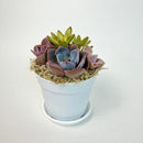 Full view of a minimalist 4-inch white plastic planter holding a colorful live succulent arrangement with a purple and orange palette