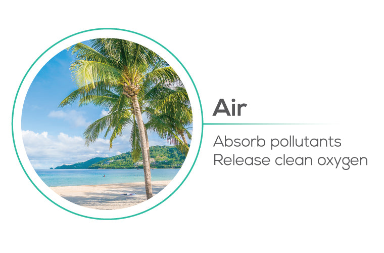 Planting trees help Air absorb pollutant, release clean oxygen