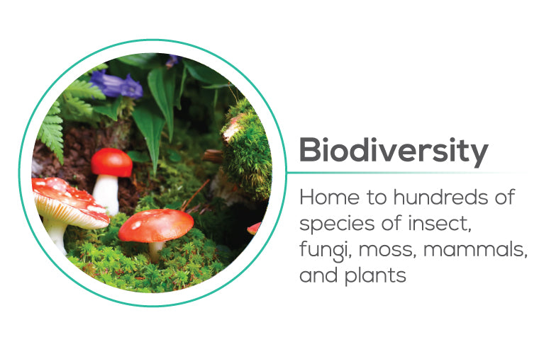 Planting trees help Biodiversity - home to hundreds of species of insect, fungi, moss, mammals, and plants
