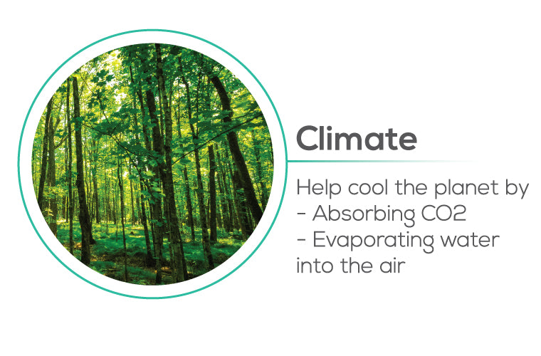 Planting trees impact to Climate - help cool the planet by absorbing CO2, evaporating water into the air