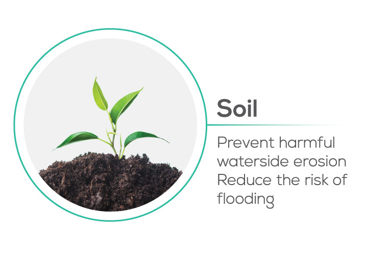 Planting trees help Soil prevents harmful waterside erosion, reduces the risk of flooding