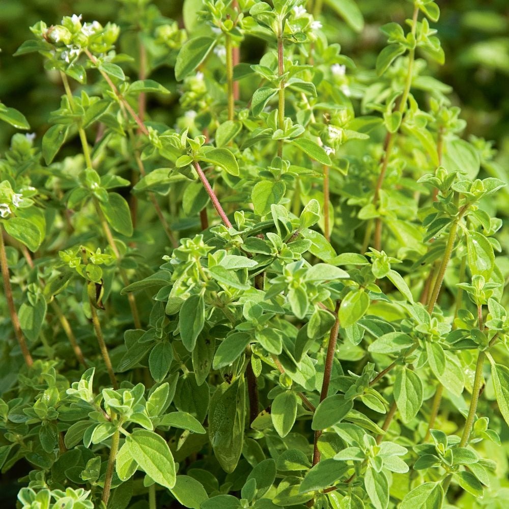 italian succulents Oregano Italian