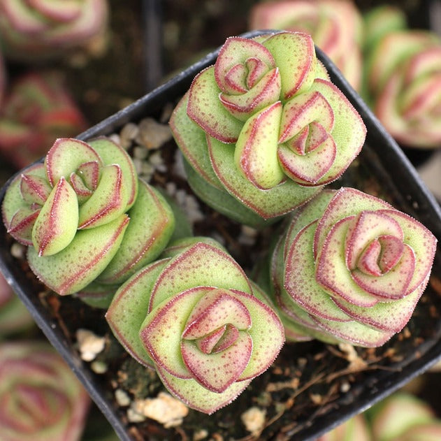 Crassula Jade Necklace