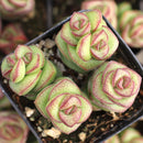 Crassula Jade Necklace