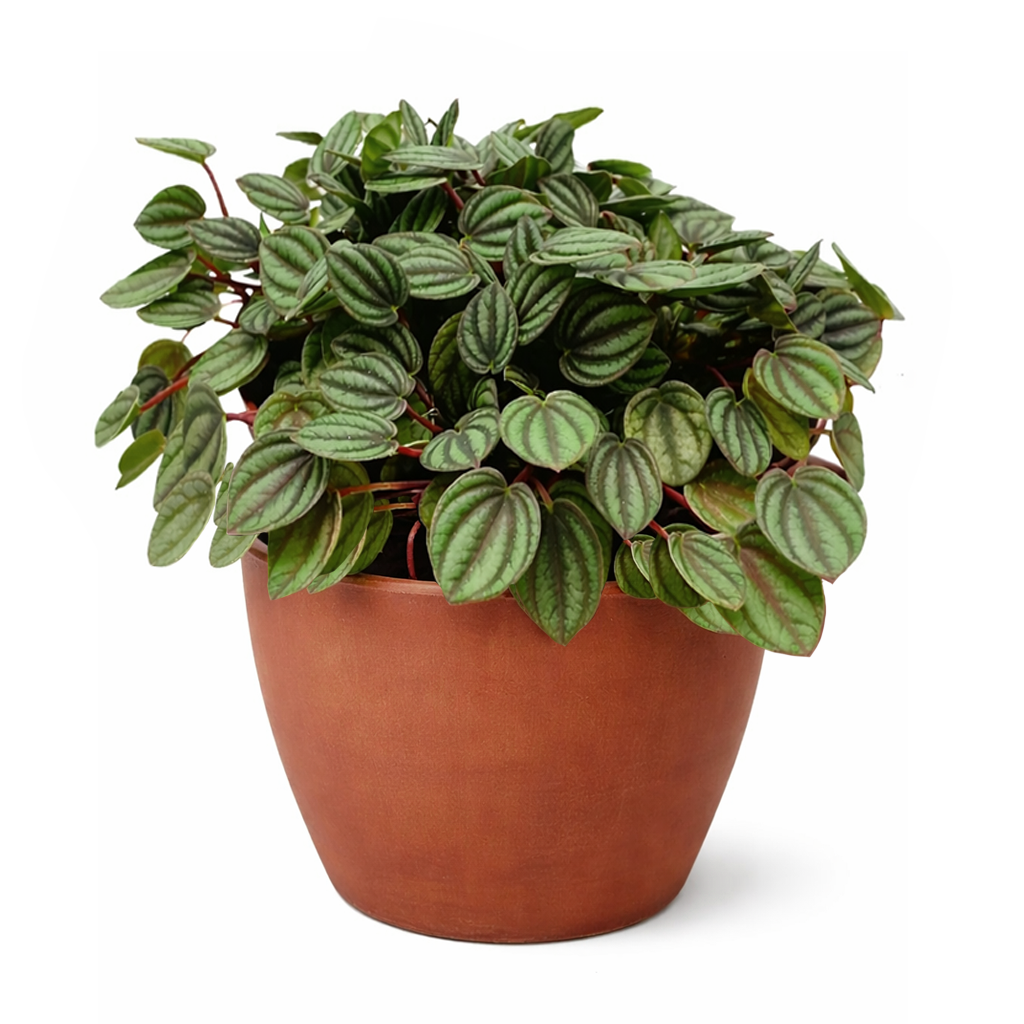 Peperomia Piccolo Banda, Peperomia Piccolo Albovittata, small houseplant for working desk and office, low light houseplant