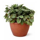 Peperomia Piccolo Banda, Peperomia Piccolo Albovittata, small houseplant for working desk and office, low light houseplant