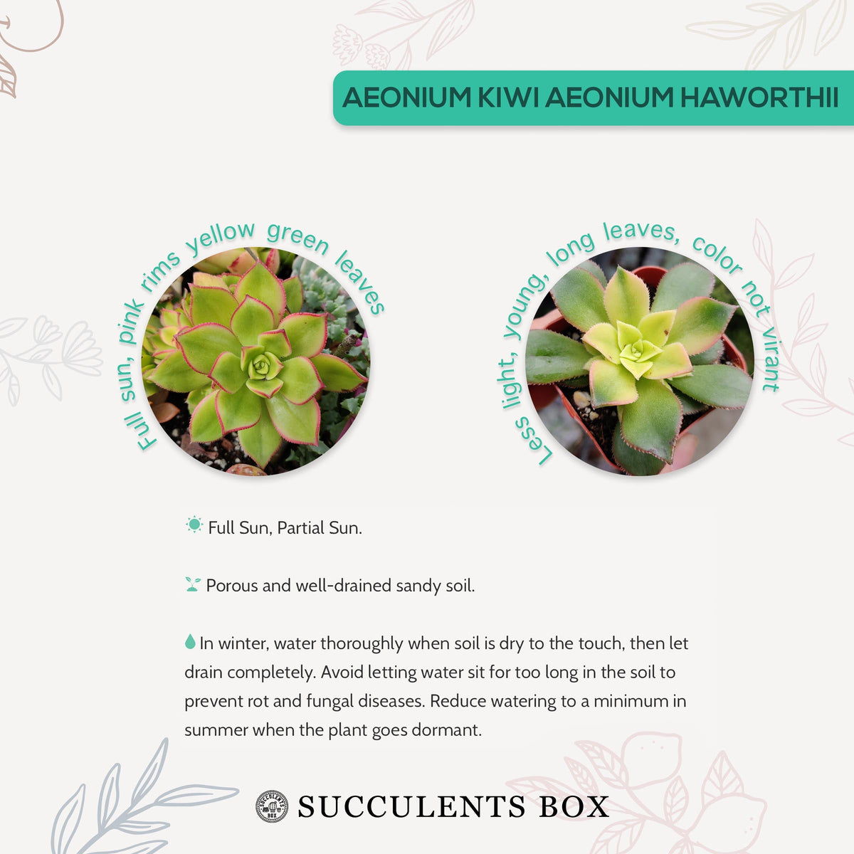 How to care for Aeonium Kiwi Aeonium Haworthii Succulent, How to make your succulent pink, How to change succulent color, How to make Aeonium Kiwi Aeonium Haworthii turn pink, Succulent turning pink, How to make succulents change color, How to grow colorful succulents