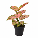 4 inch houseplants, Chinese Evergreen &#39;Lady Valentine&#39; 4 inch, live indoor plants, plant shops in ca, buy houseplant online