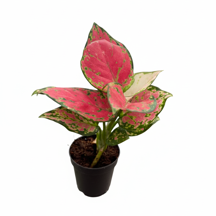 Chinese Evergreen &#39;Lady Valentine&#39;, 2 inch Chinese Evergreen &#39;Lady Valentine&#39;, 2 inch pink houseplant, pink plants for sale