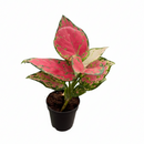 4 inch houseplants, Chinese Evergreen &#39;Lady Valentine&#39; 4 inch, live indoor plants, plant shops in ca, buy houseplant online