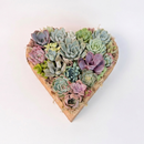 Premium large live succulent heart arrangement in a natural cedarwood container, isolated on a white backdrop
