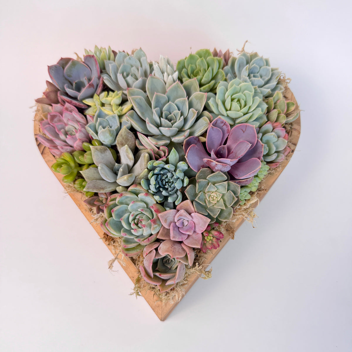 Premium large live succulent heart arrangement in a natural cedarwood container, isolated on a white backdrop
