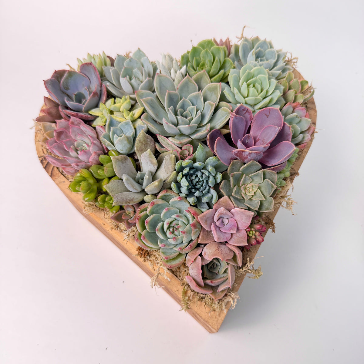 A dense collection of 24-28 live Echeveria succulents arranged in a large heart-shaped wooden box