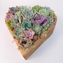 Premium large live succulent heart arrangement in a natural cedarwood container, isolated on a white backdrop