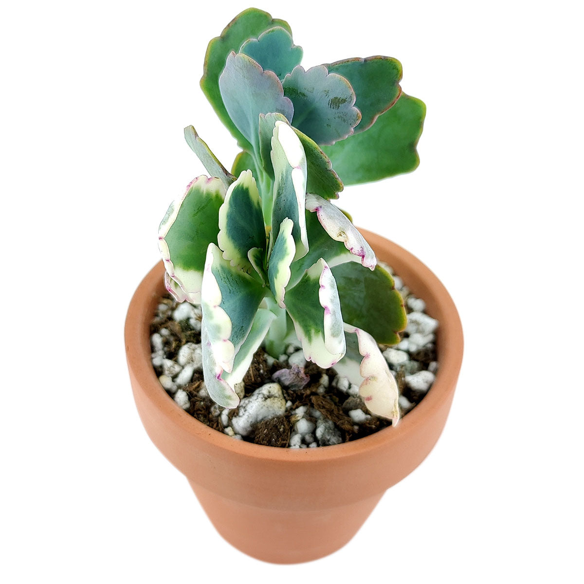 succulent lavender Lavender Scallops Kalanchoe