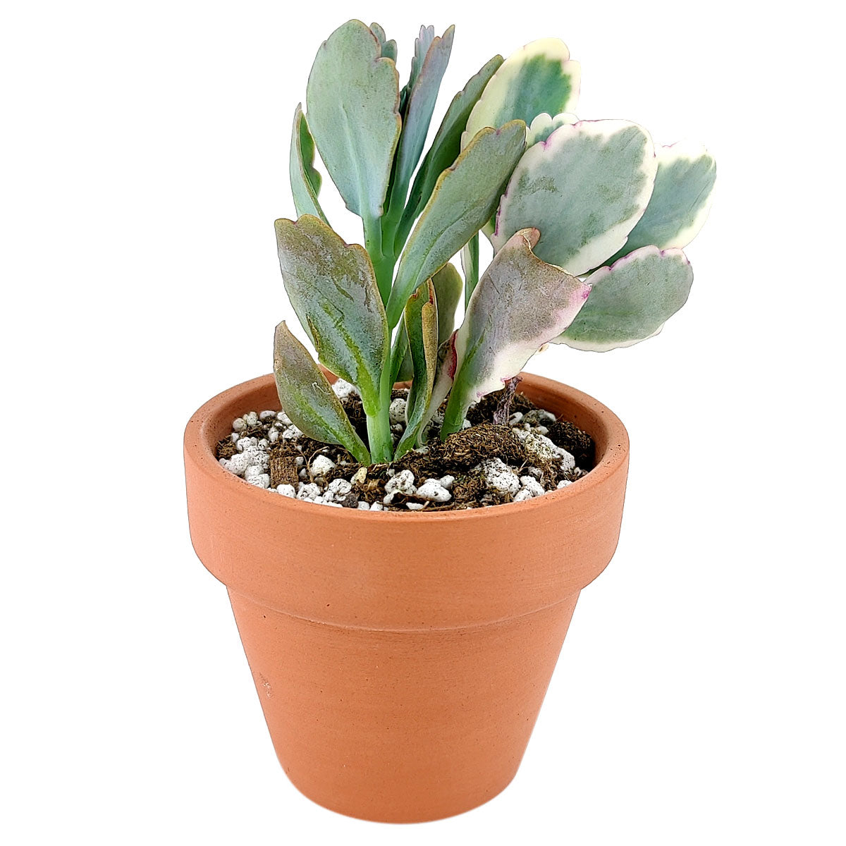 scalloped leaf succulent Lavender Scallops Kalanchoe